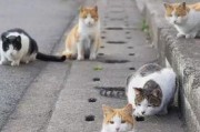 娱乐吃瓜酱流浪猫